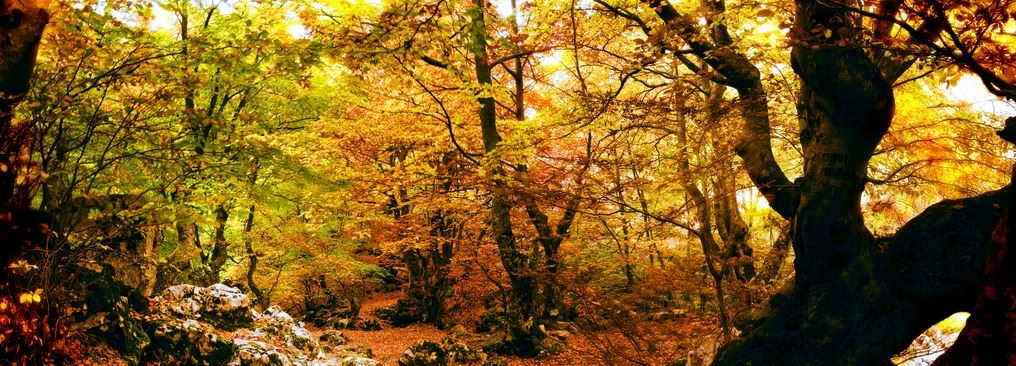 Opakua - Laberintos - Larraona