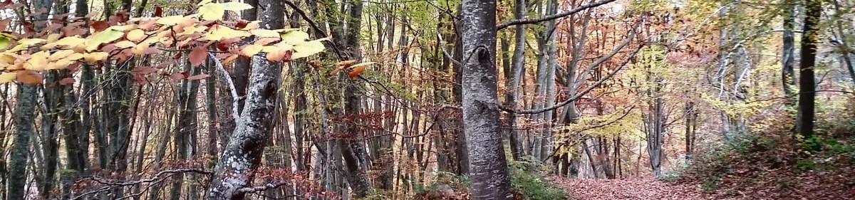 V MARCHA SENDERISTA SANTA COLOMA